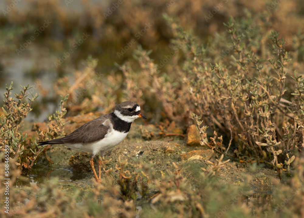 Portrait of a Common ringed plover at Hamala, Bahrain Portrait of a Common ringed plover at Hamala, Bahrain
