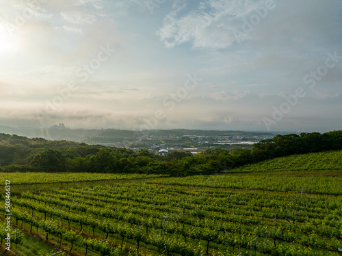 Rows of plants on hillside farm at sunrise