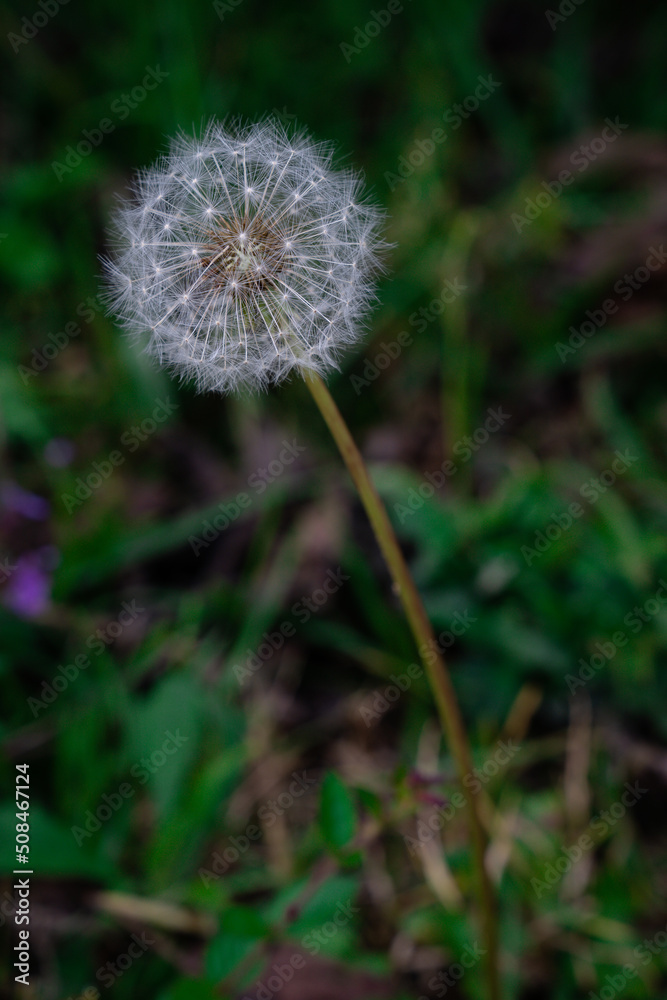 Dandelion in the rain forest on grass Dandelion in the rain forest on grass