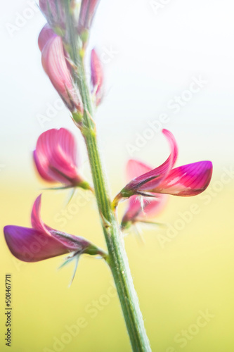 Close up of flower panicle of sainfoin on edge of meadow with soft out of focus background and shallow depth of field © were