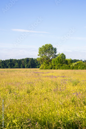 Meadow bordered by tall trees with colorful grasses and blue flowers carpet against blue sky