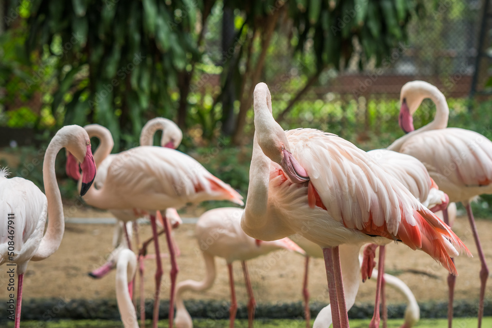 Flamingos in the zoo Flamingos in the zoo