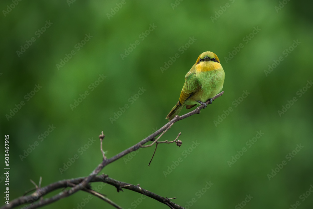 Green Bee-Eater, Little Green bee-eater, Merops Orientalis Green Bee-Eater, Little Green bee-eater, Merops Orientalis