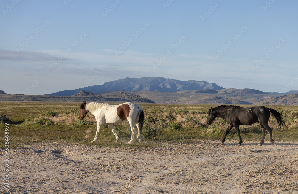 Wild Horse Stallions in Spring in the Utah Desert