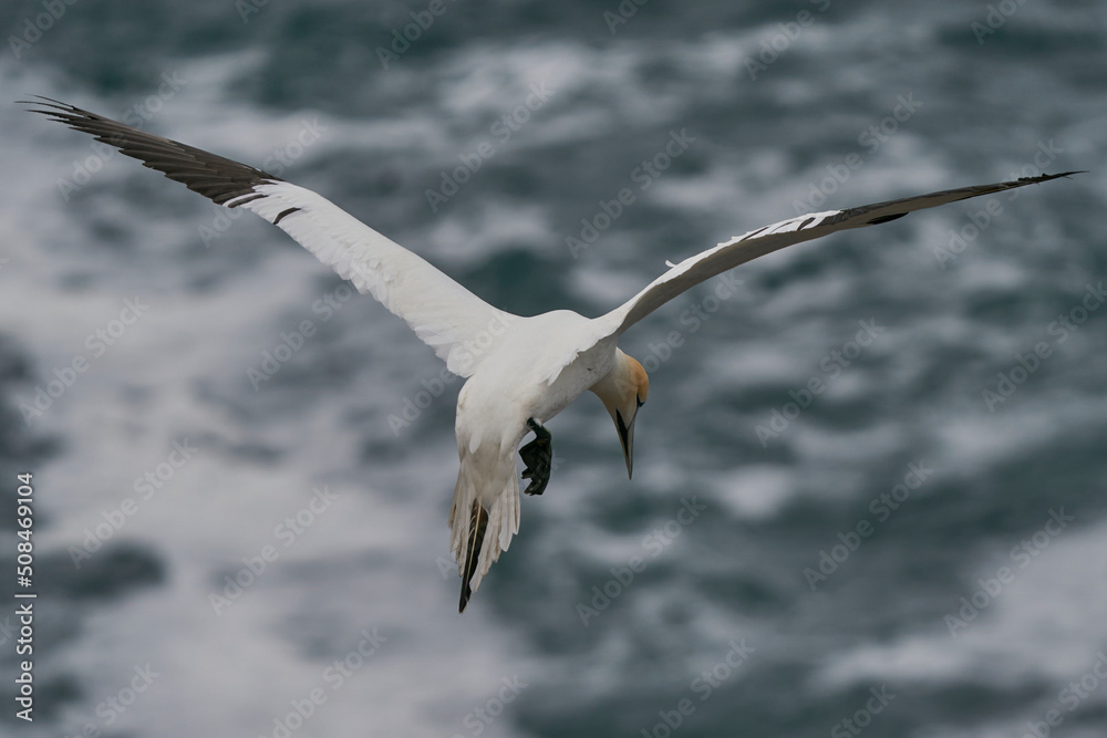 Gannet (Morus bassanus) coming in to land at a gannet colony on Great Saltee Island off the coast of Ireland. Gannet (Morus bassanus) coming in to land at a gannet colony on Great Saltee Island off the coast of Ireland.