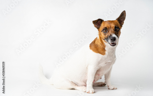 Funny dog jack russell terrier on a white background.