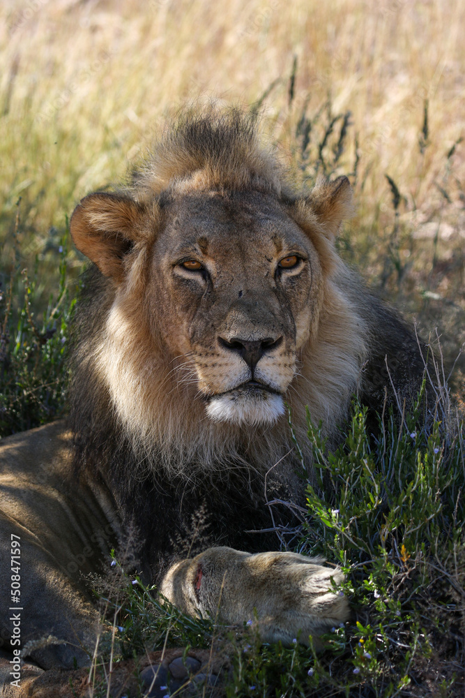 Obraz premium Male Lion in the Kgalagadi