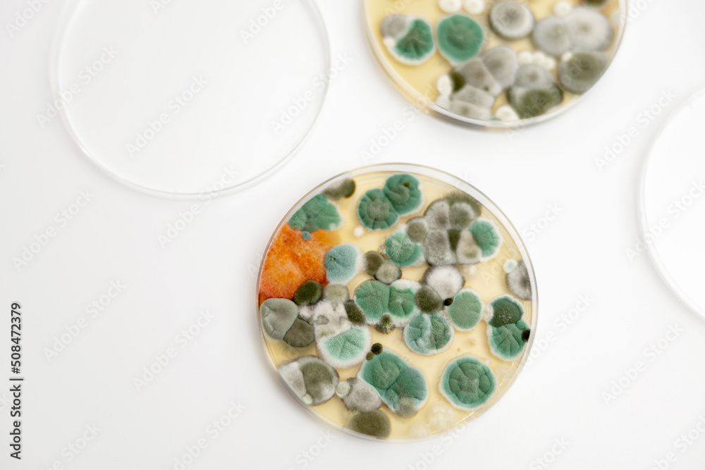 Mold samples on white background. A petri dish with colonies of microorganisms for bacteriological analysis in a microbiological laboratory. Close up view of mould. Mold samples on white background. A petri dish with colonies of microorganisms for bacteriological analysis in a microbiological laboratory. Close up view of mould.