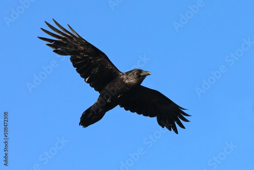 Corvus corax. An ordinary raven against the blue sky in the north of Russia