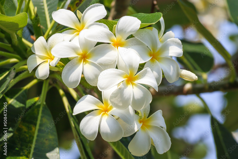 White Frangipani flower Plumeria alba with green leaves