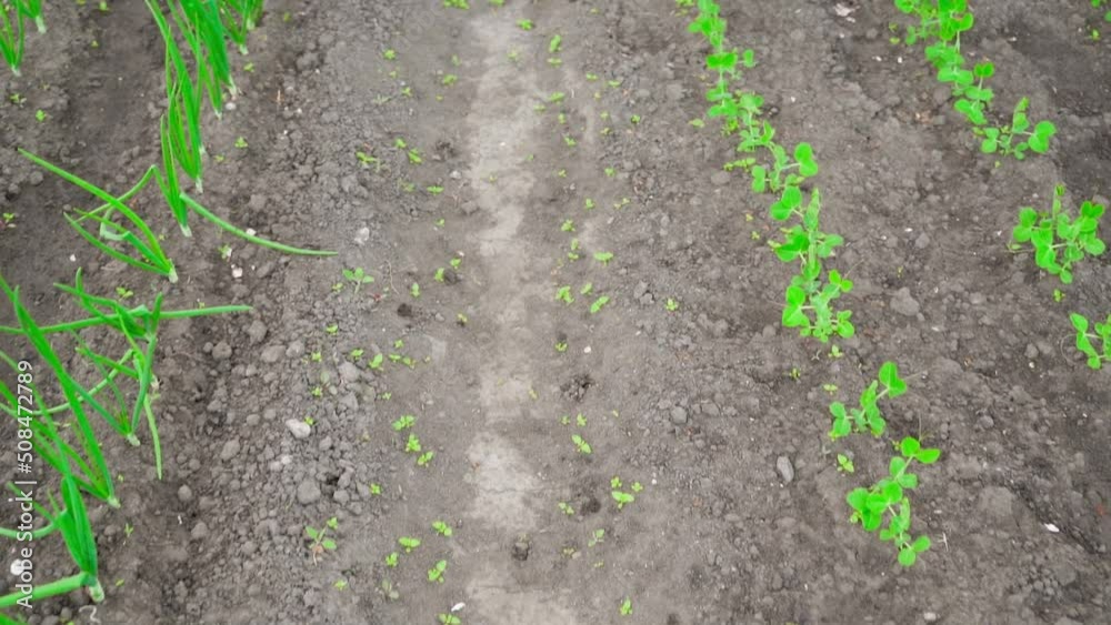 Camera span between a bed of onions and a bed of growing peas in a vegetable garden Camera span between a bed of onions and a bed of growing peas in a vegetable garden