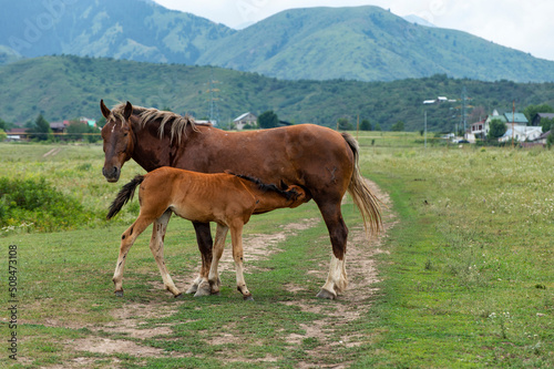 horses in the mountains