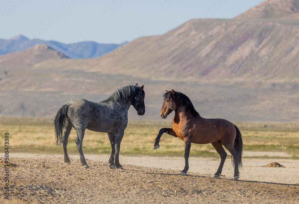 Wild Horse Stallions in Spring in the Utah Desert Wild Horse Stallions in Spring in the Utah Desert