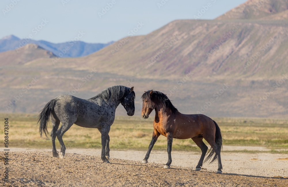 Wild Horse Stallions in Spring in the Utah Desert