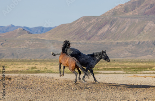 Wild Horse Stallions in Spring in the Utah Desert