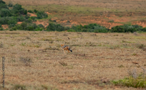 Schabrackenschakal im Naturreservat Addo Elephant National Park S  dafrika