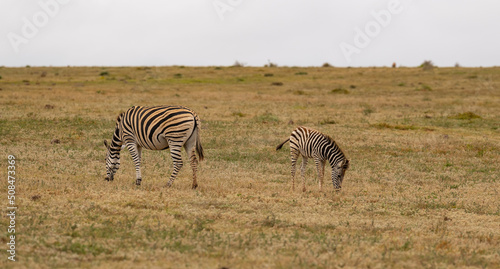 Zebras im Naturreservat Addo Elephant National Park S  dafrika