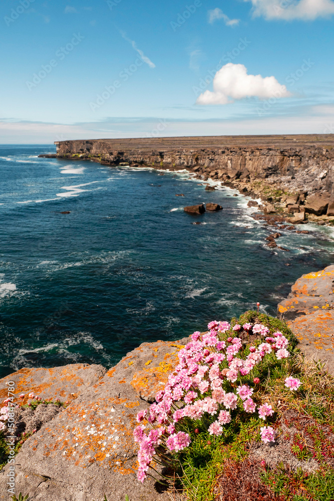 Beautiful wild flowers grow on edge of a cliff. Aran island. county, Galway, Ireland. Irish landscape. Warm sunny day. Blue cloudy sky. Travel and tourism area. Stunning nature scenery