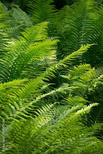 Green texture fern vertical