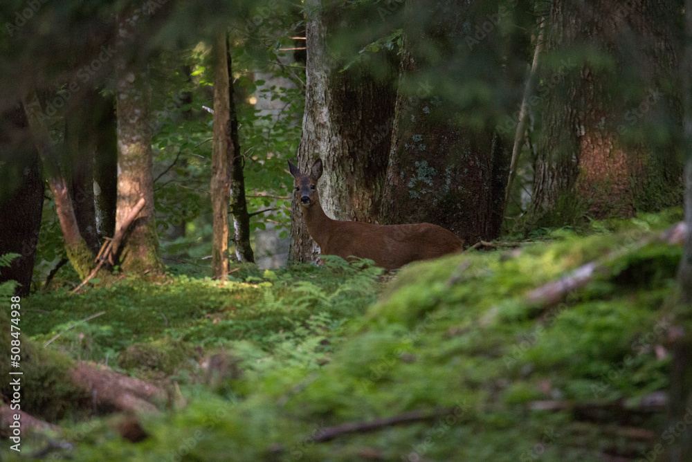 Obraz premium Wild roe deer in Italian forest
