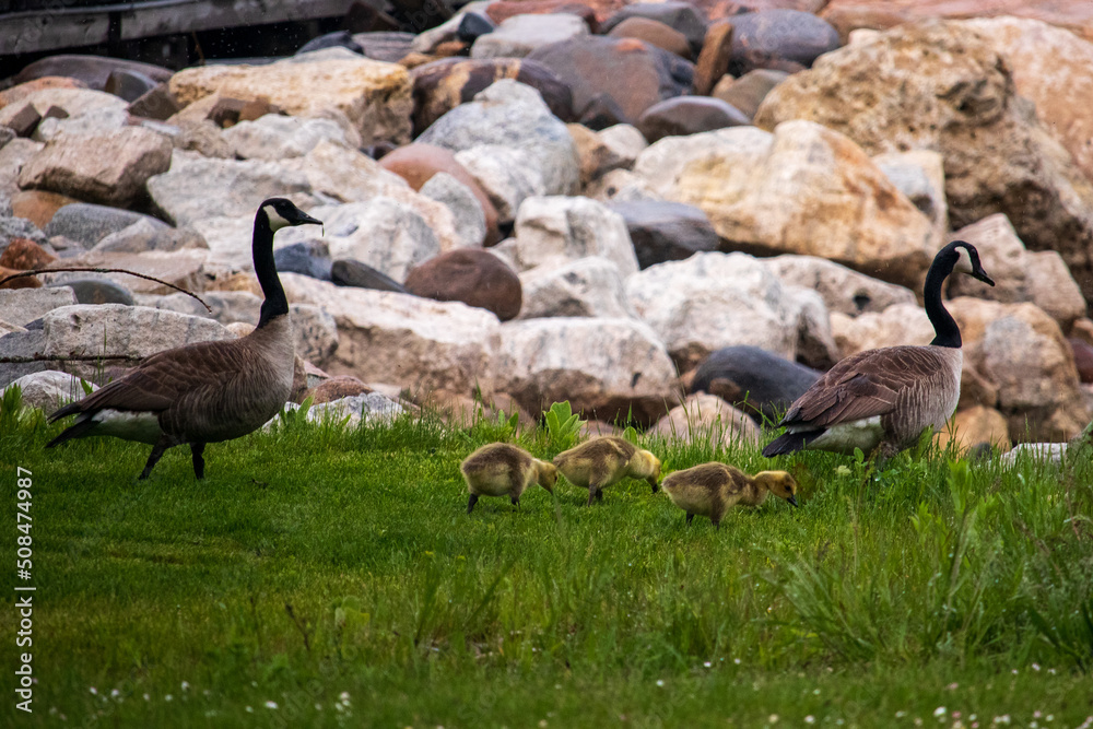 Canadian Geese in the Grass with their Babies Canadian Geese in the Grass with their Babies