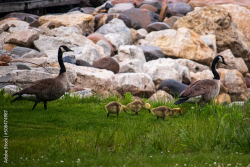 Canadian Geese in the Grass with their Babies
