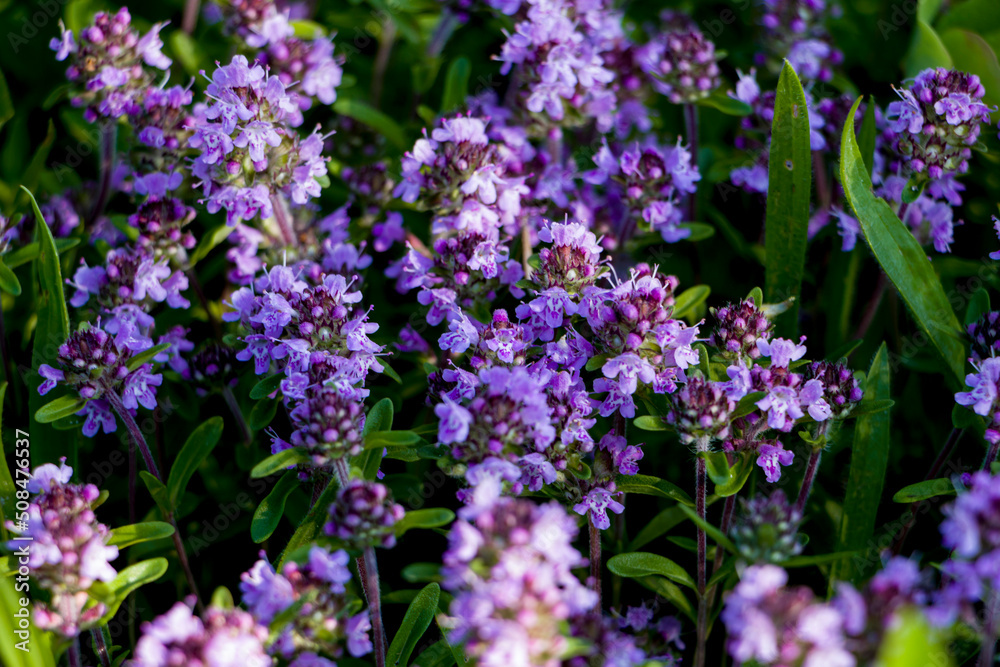 Purple thyme flowers in natural habitat. Selective focus.