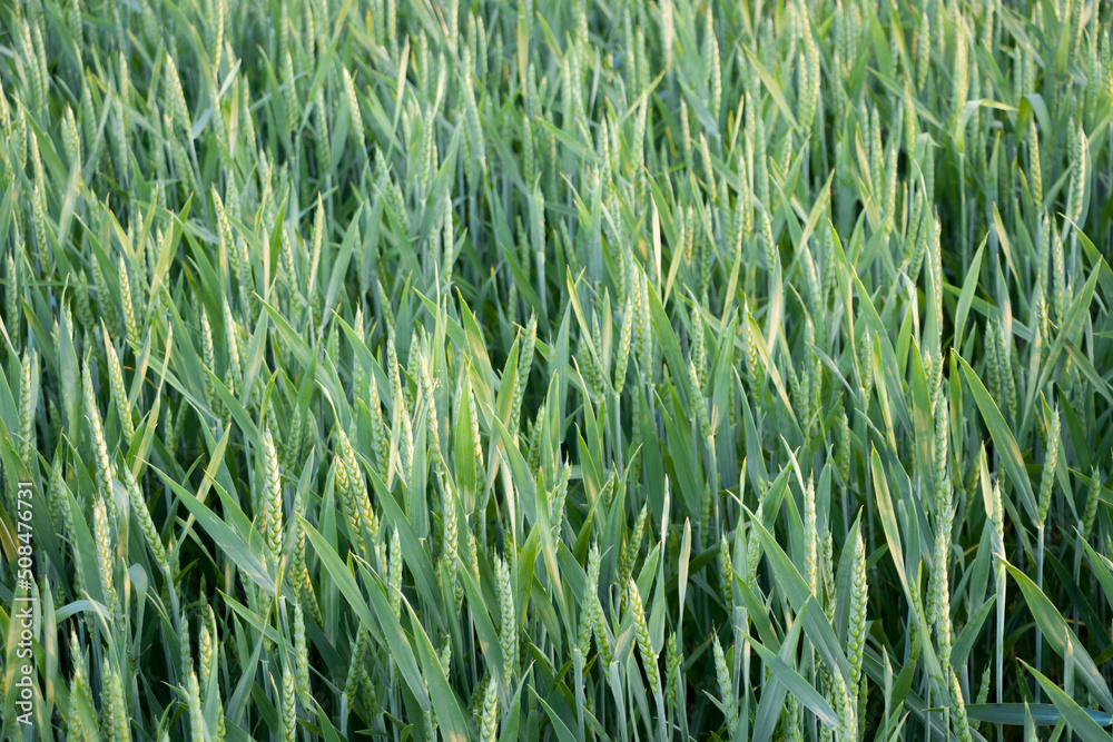 Obraz premium Wheat. Green ears of wheat. Wheat field. Ripe wheat.
