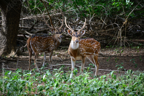 deer in the woods © Siri.P