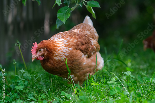 A red hen grazes in the green grass. Raising poultry.
