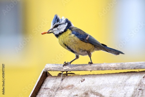 Bird on a fence, Blue tit