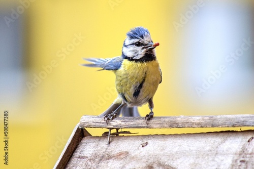 Bird on a fence, Blue tit