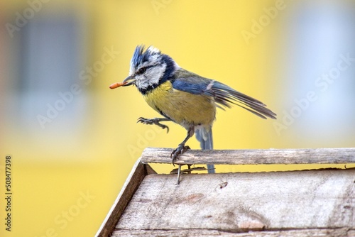 Bird on a fence, Blue tit