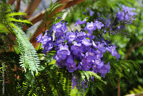 Tableau sur toile Blue jacaranda in blossom, Jacaranda mimosifolia flowers