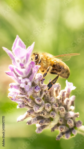 abeja polinizando una flor de lavandula stoechas © LeninVladimir