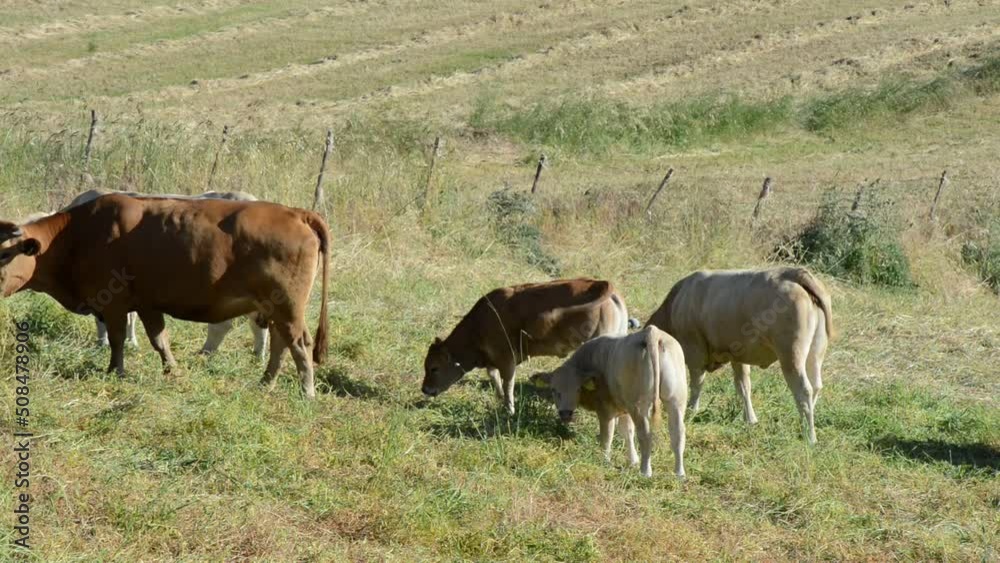 free grazing cows and calves in late spring free grazing cows and calves in late spring