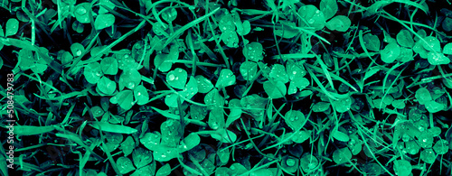 clover on the lawn, background or texture