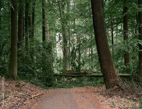 A fallen tree blocked the road in the woods. Path closed due to stormwind destruction in the forest photo