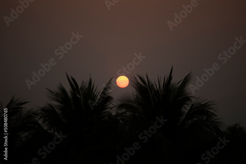 Por do sol entre palmeiras photo