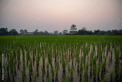 Por do sol em frente à uma plantação de arroz photo