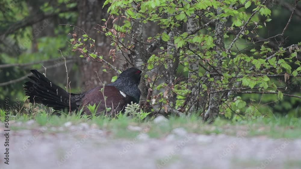 It's time to feed, the Western capercaillie male (Tetrao urogallus) It's time to feed, the Western capercaillie male (Tetrao urogallus)