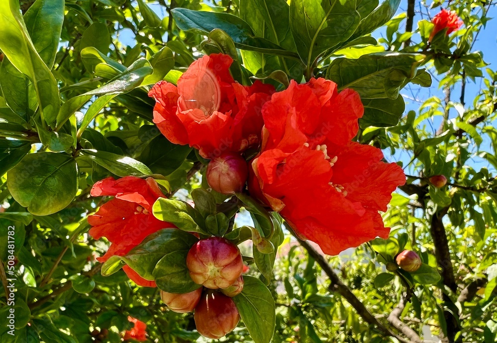 Obraz premium Neve Monosson Pomegranate flower . High quality 4k footage
