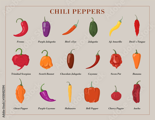 Variety of Hot Chili Peppers. Stock Vector illustration.