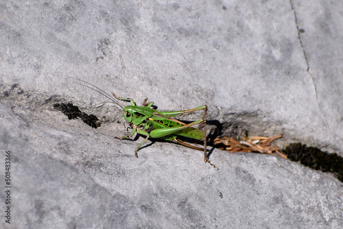 Green grasshopper on a rock