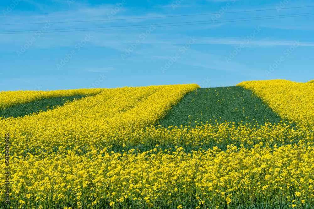 Obraz premium Beautiful flowering rapeseed field next to the forest. Yellow-green stripes on a field sown with rapeseed. An ecologically clean place for growing wheat, rye, rapeseed and other agricultural crops.