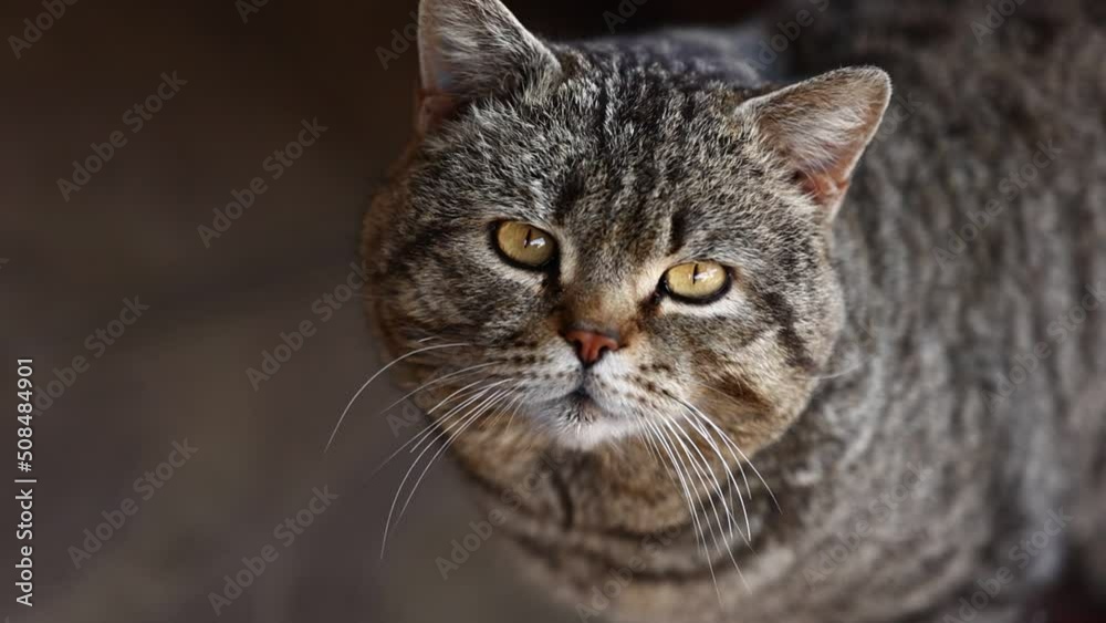 adult striped cat serious looks at camera and focuses. purebred domestic cat with short hair and long mustache. British pet has straight ears. . High quality FullHD footage. adult striped cat serious looks at camera and focuses. purebred domestic cat with short hair and long mustache. British pet has straight ears. . High quality FullHD footage.