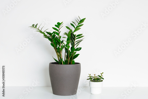 Indoor zamioculcas plant in a gray ceramic pot with crassula in white modern pot. Side view on wood shelf against a white wall.  © Tatiana Parfenteva