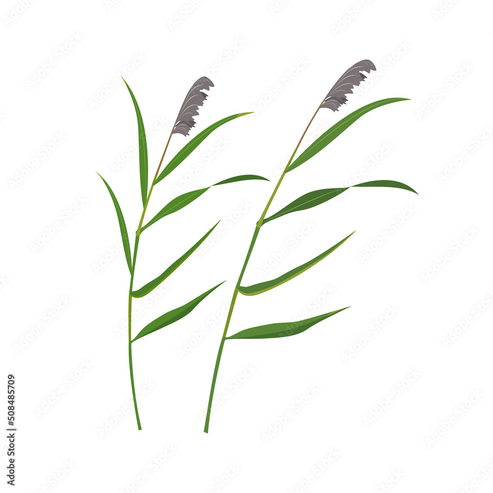 Fototapeta premium Cane dry panicles isolated on white. Swamp vegetation element.
