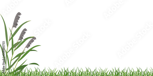 Background with reeds and green grass. Panicle cattail.