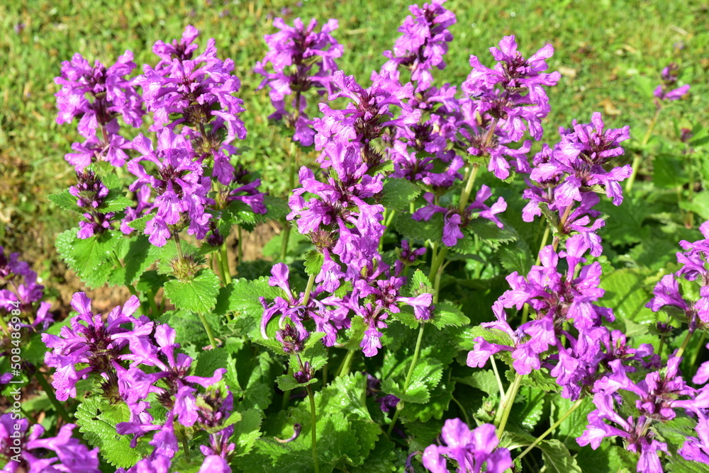 Betonica macrantha au jardin
